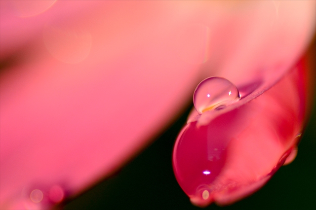 花びらに雨の水滴