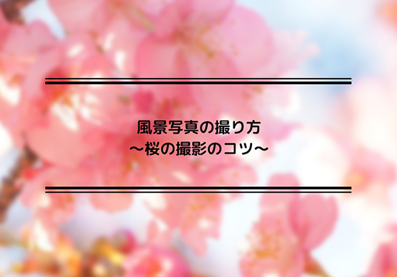 風景写真の撮り方～桜の撮影のコツ～