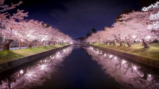 夜桜撮影に挑戦しよう！