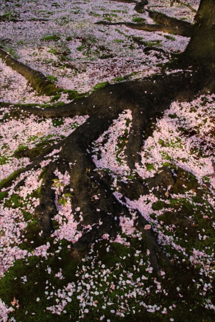 散っても美しい桜を撮影しよう！