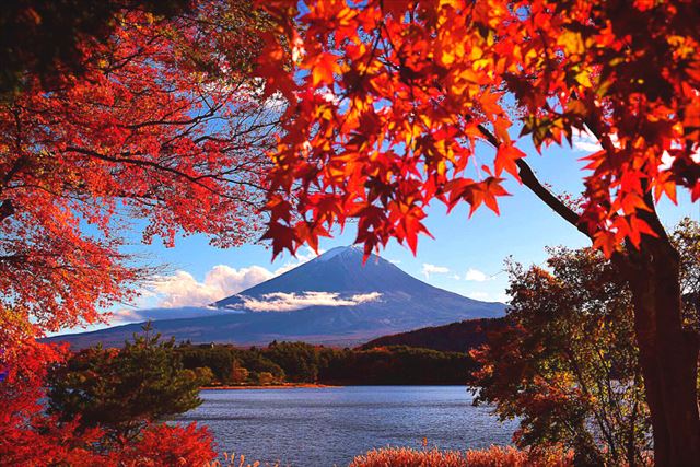 紅葉越しの富士山
