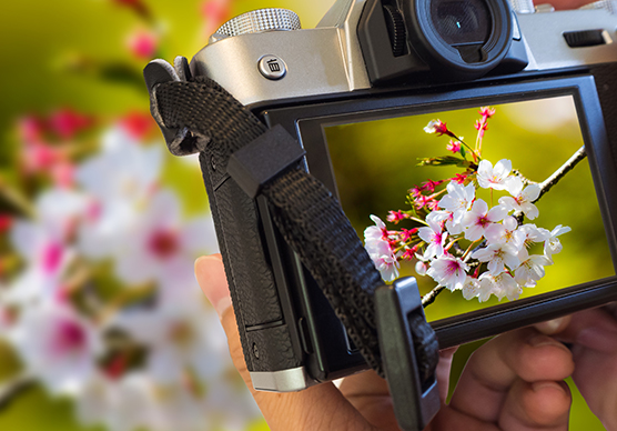 デジタルカメラで花を撮影している様子