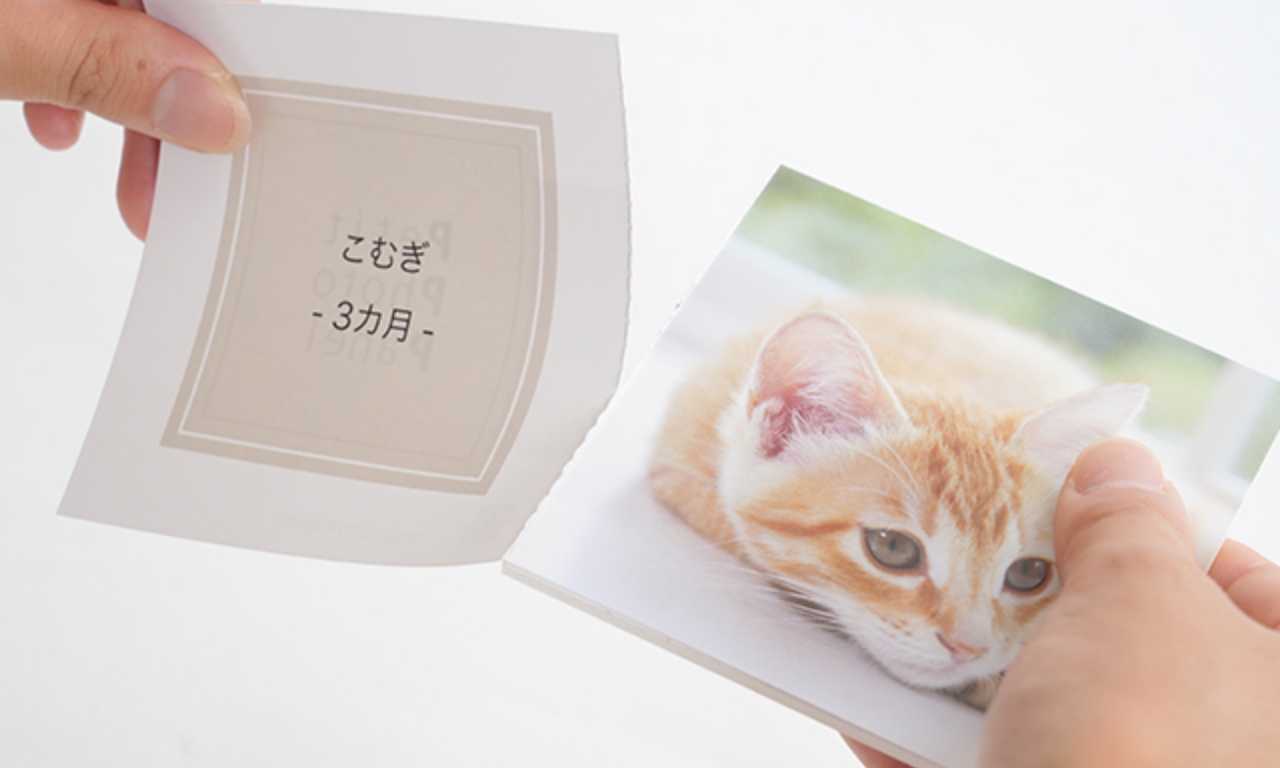 petitphotopanelのイメージ7