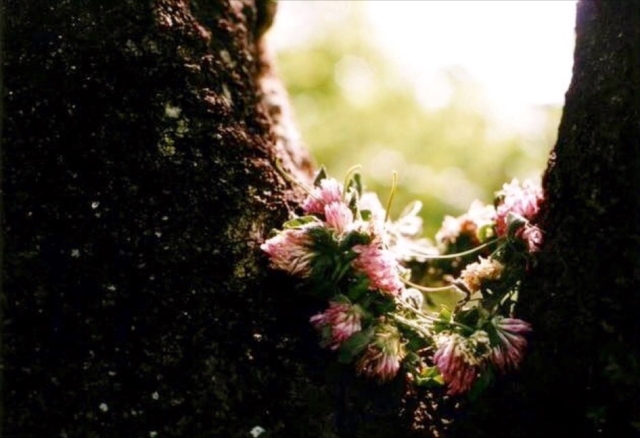 木の間に咲いた花