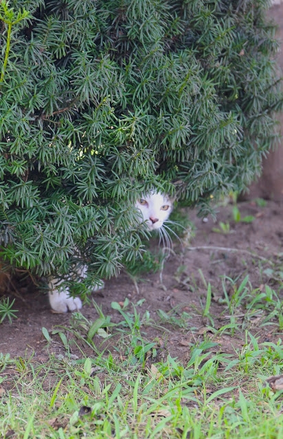 伴田良輔の猫写真の撮り方～猫は偶然を呼ぶ天才～