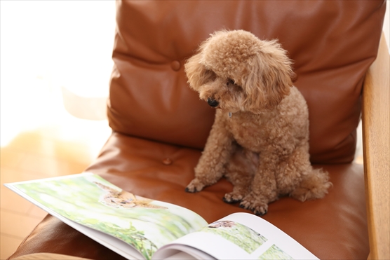 フォトブックを見ている犬