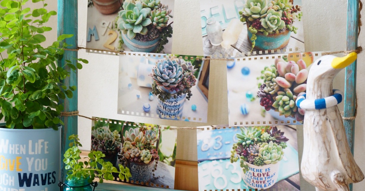 Mayu様　確認( ゜∀゜)つ　多肉植物 夏は多肉成分が足りないタイムライン。 @mayuno313 さんから補充します