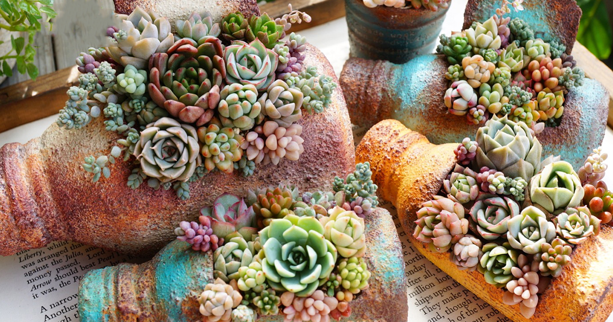 多肉植物の神秘的な魅力に迫るインスタグラマーayuno313さんに聞く