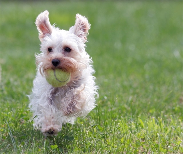 早いシャッタースピードで撮影した犬の画像