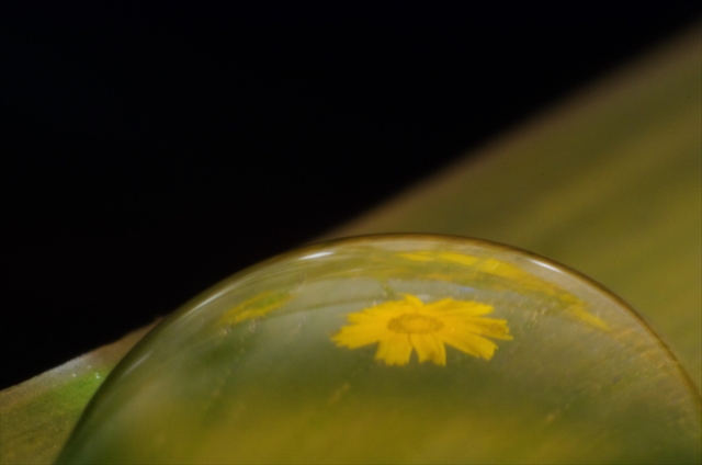 水滴に反射して写る花