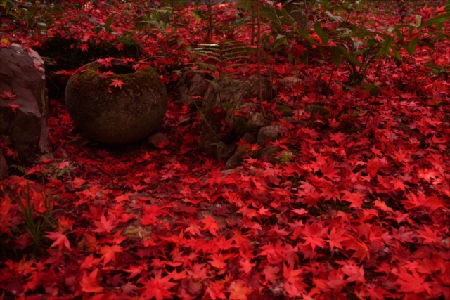 真っ赤に紅葉した落葉