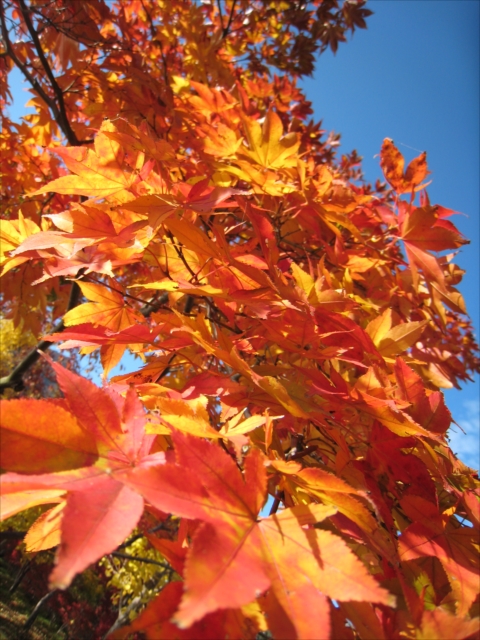 青空を背景に紅葉を撮る