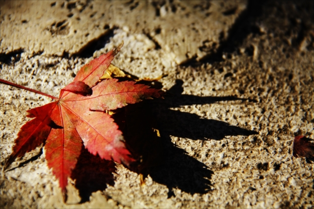 陰影を長く伸ばして撮影された紅葉