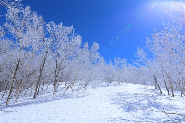 樹氷