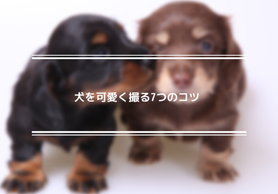 犬を可愛く撮る7つのコツ