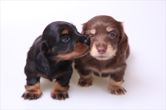 二匹の子犬