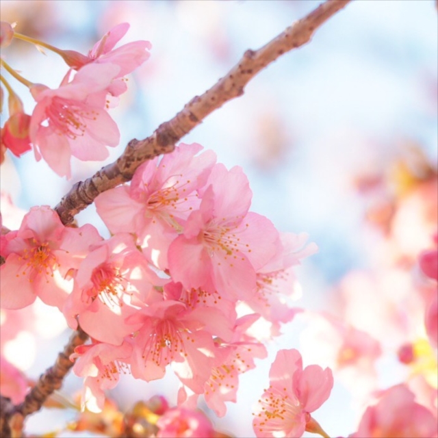 桜の画像