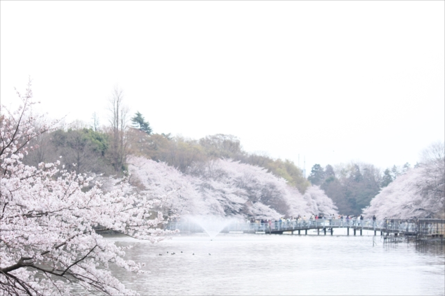 花びらを白とびさせないように撮影しよう！