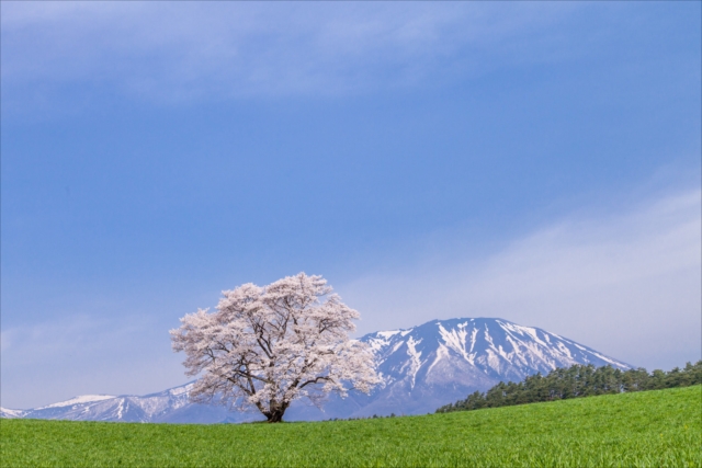 自分らしい桜の表現に挑戦しよう！