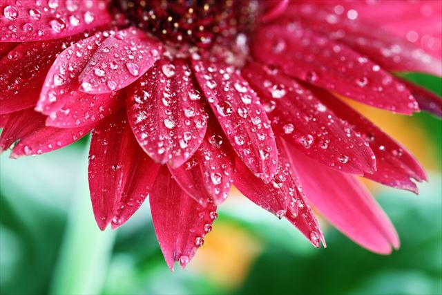 雨の世界に魅了されて