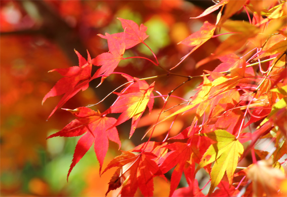 鮮やかな紅葉の写真